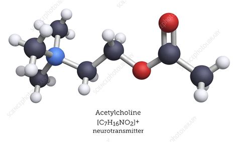 Acetylcholine neurotransmitter, molecular model - Stock Image - C039/4613 - Science Photo Library