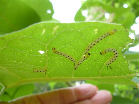 darlaville: catalpa worms and outdoor stuff