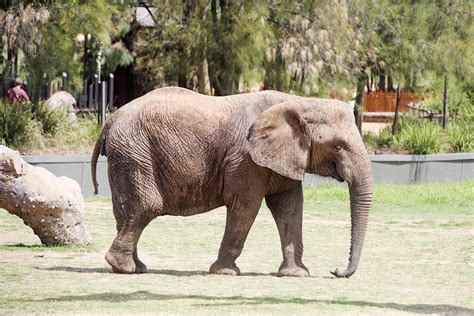 Dubbo, Australia, 2017 - Detail from Taronga Western Plains Zoo in Dubbo. This city zoo was ...