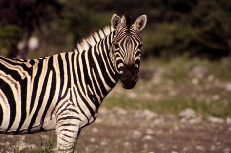 Plains Zebra Facts | Common Zebras | Equus quagga