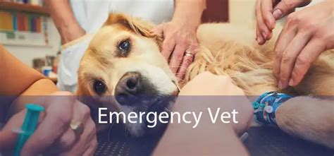 Emergency Vet - 24 Hour Emergency Vet Near Me