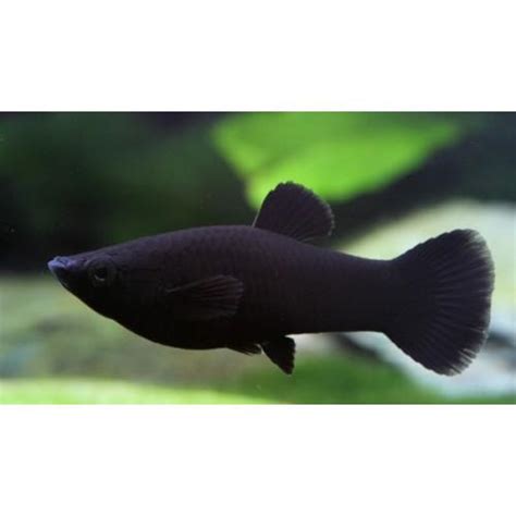 Beautiful Black Mollies | Get Gills