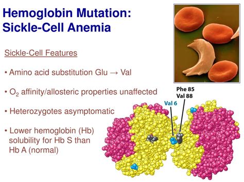 PPT - Chapter 9: Hemoglobin, an Allosteric Protein PowerPoint ...