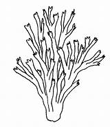 Seaweed Coloring Pages Printable sketch template