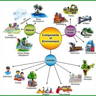 Illustrated diagram version of components and structures that ...