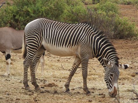 What’s the difference between Zebras: Common Zebra, Grevy’s Zebra and ...