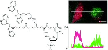 A nucleic acid probe labeled with desmethyl thiazole orange: a new type ...