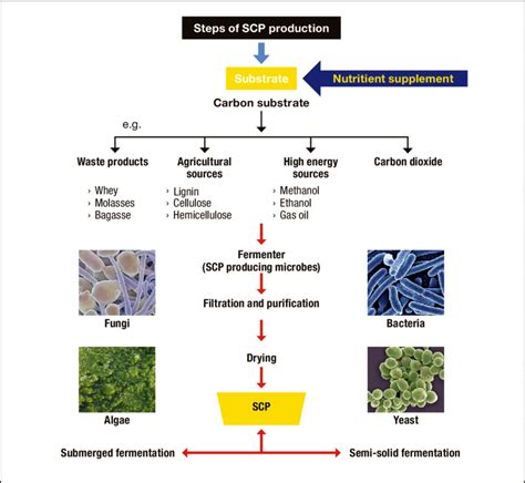 Producing single cell protein by fermentation technology (Modified... | Download Scientific Diagram