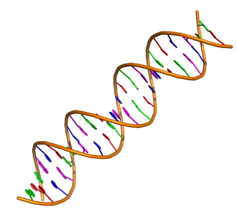 Heredity and Genetics Diagram | Quizlet