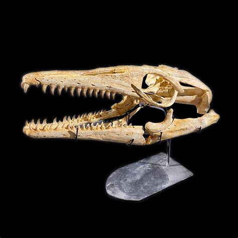 Complete mosasaur skull - real? - Is It Real? How to Recognize Fossil Fabrications - The Fossil ...