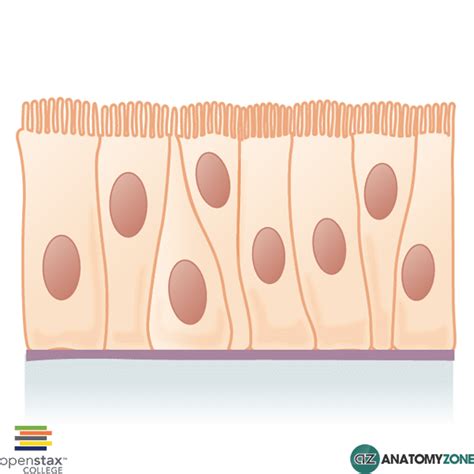 Pseudostratified Columnar Epithelium • General • AnatomyZone