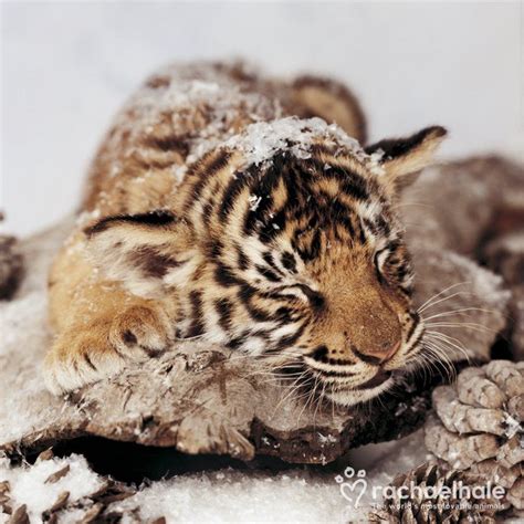 Sleeping Tiger Snow (Tiger) | Sleeping tiger, Snow tiger, Tiger pictures