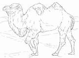 Realistic Bactrian Camel coloring Page  ColouringPages sketch template