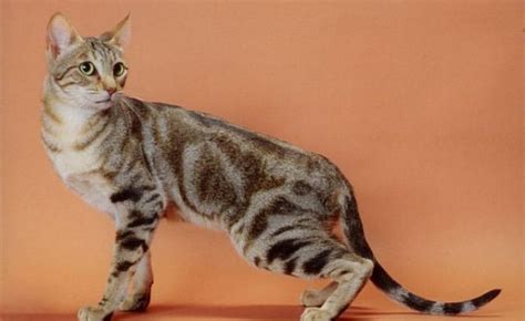 Description Sokoke cat breed, photo, characteristics