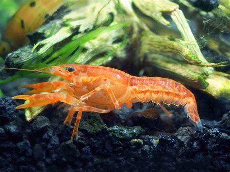 Aquatic Arts - 3 CPO Crayfish - Live Freshwater Aquarium Lobster/Crawfish/Crawdad/Real Living ...