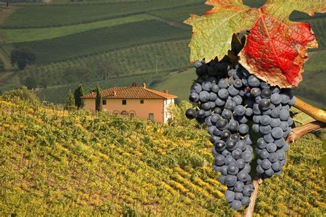 Wine Tasting in Tuscany: Tuscany's Best Wine Regions