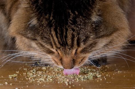 Can Cats Overdose on Catnip? Vet-Reviewed Facts & FAQ | Hepper