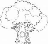 Coloring Page Oak Tree At GetColoringscom  Free Printable Colorings sketch template