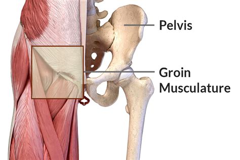 Groin Pain And Knee Pain - absnawebsa