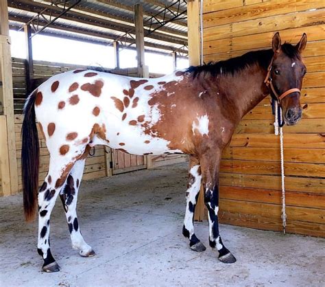 Bay Leopard Blanket Appaloosa Most Beautiful Horses, Pretty Horses ...