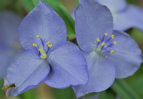 The 20 Most Beautiful Native South Florida Flowers