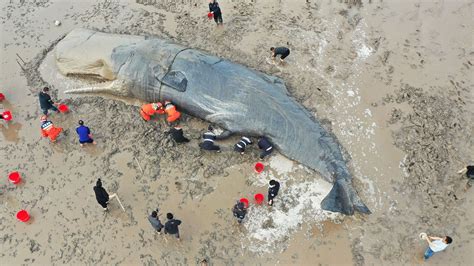 Enormous beached sperm whale rescued in China. Will it survive? | Live Science