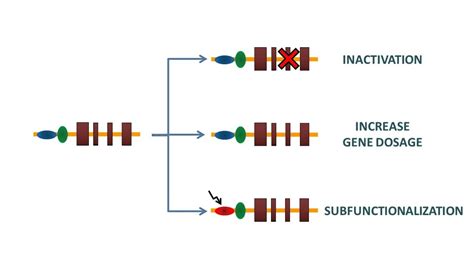 Duplication of genes - YouTube