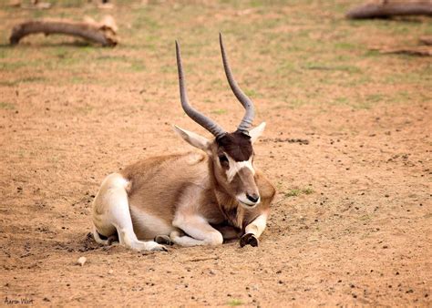 Addax Antelope (Addax nasomaculatus) | Addax antelope, Antelope, Animals wild