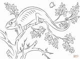 Cute Chameleon coloring Page  Free Printable Coloring Pages sketch template