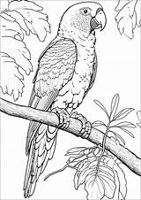 Very Realistic Amazon parrot  Bird Coloring Pages sketch template