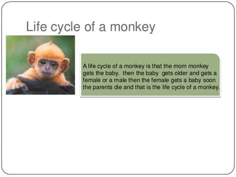 A Life Cycle Of A Monkey