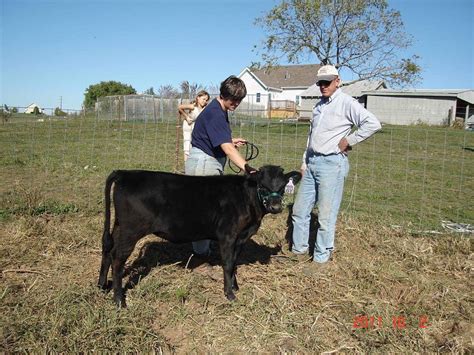 Photo Gallery :: American Kerry Cattle Association, Inc.