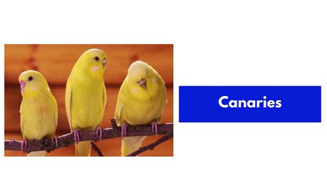 Exotic Birds Names And Pictures | PDF - GrammarVocab