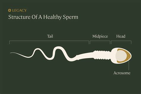 Guide to Sperm Testing & Semen Analysis | Legacy