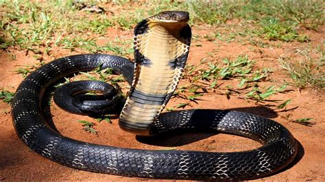 25 Of The World’s Most Venomous Snakes - YouTube