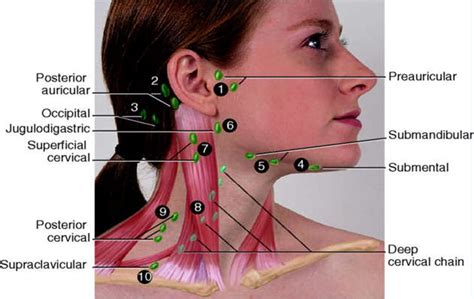 Nursing Assessment of Head and Neck | Lymph massage, Lymph glands ...