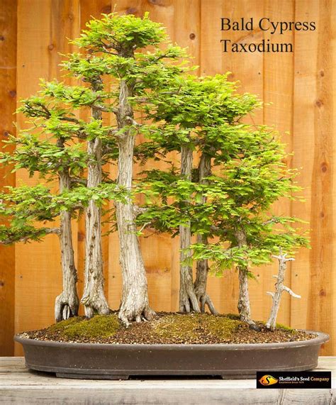 Stunning! Lives 600+ one of the best trees Bonsai Swamp Cypress Fresh seeds Jardin, terrasse ...