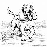 Basset Hound Coloring Pages  Free & Printable sketch template