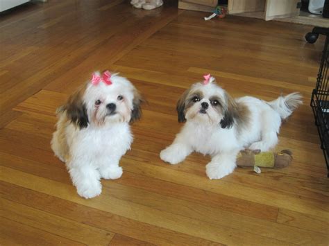 Shih tzu grooming