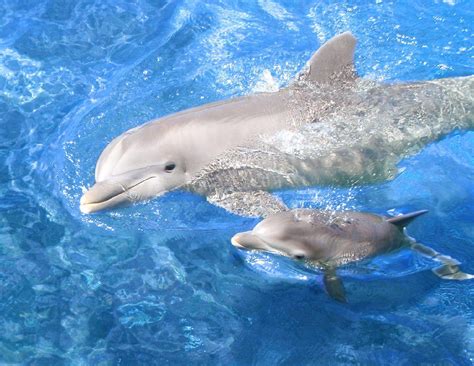 Baby Dolphin Wallpapers - Top Free Baby Dolphin Backgrounds ...