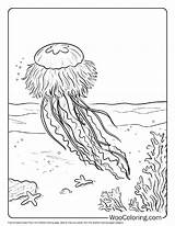 100  Jellyfish coloring Pages Free PDF To Print Woo Coloring sketch template