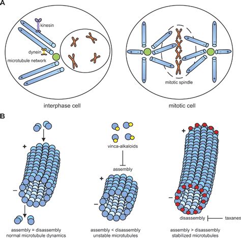 TXR1-mediated thrombospondin repression: a novel mechanism of ...