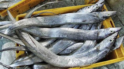 Nelayan Halbar Jual Ikan Layur ke Korea | Malut.id