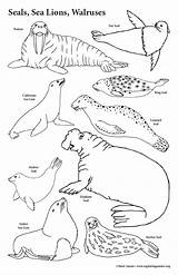 Seals Sea Lions Walruses  Big Coloring Poster 11x17 sketch template
