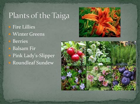 PPT - Taiga PowerPoint Presentation, free download - ID:1586448