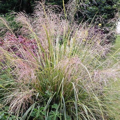 Stipa gigantea - PetersPlants