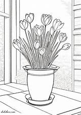 crocus coloring Page  Ohoh Deco sketch template