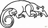 Tamandua coloring Page  Free Printable Coloring Pages sketch template