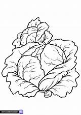 Lettuce Coloring Sheet Spinach Printable Kids Pages Color Getcolorings  sketch template