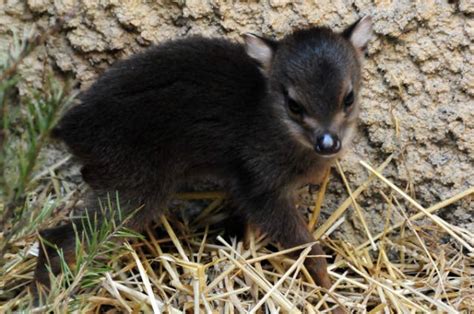 A New baby Duiker! | Baby Animal Zoo